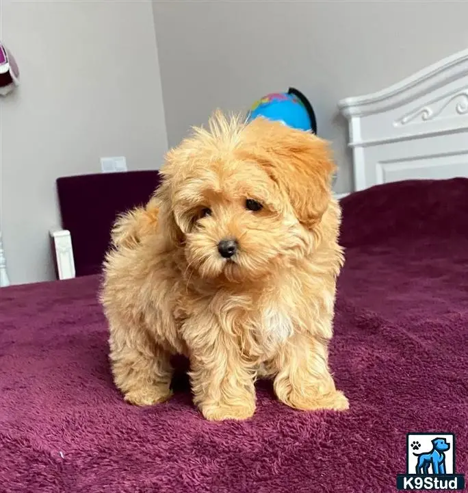 Maltipoo puppy for sale: a maltipoo dog sitting on a bed
