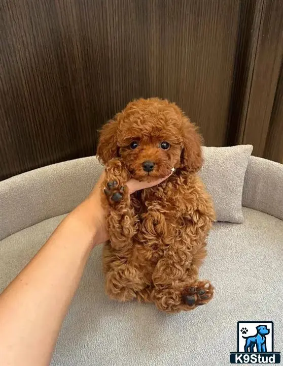 Poodle puppy for sale: a poodle dog sitting on a couch