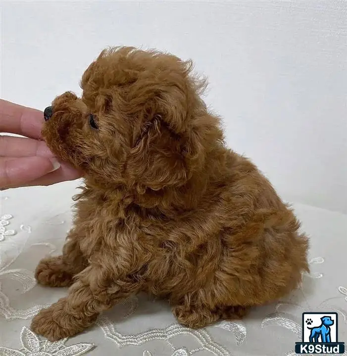 Poodle puppy for sale: a poodle dog being petted