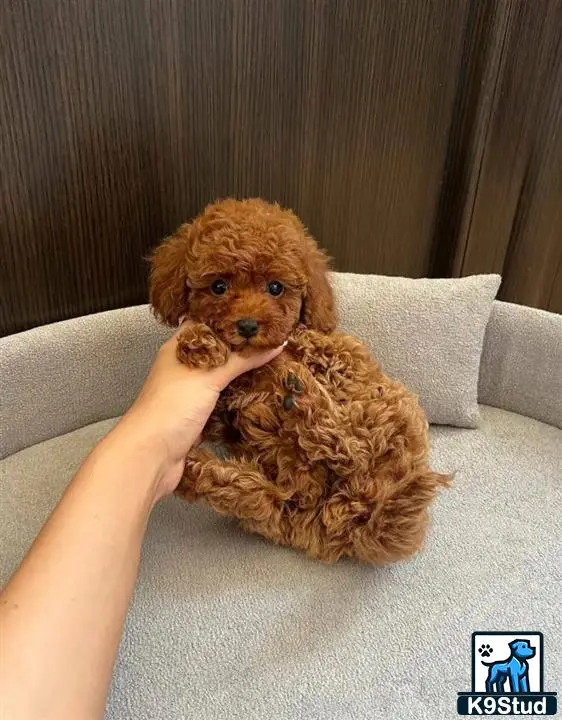 Poodle puppy for sale: a person holding a poodle dog