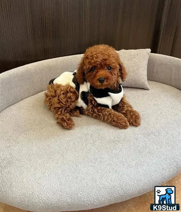 Poodle puppy for sale: a poodle dog wearing a sweater