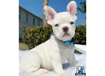 French Bulldog puppy for sale: a white french bulldog dog sitting on a white surface outside