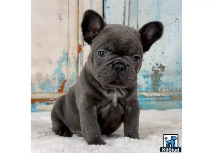 French Bulldog puppy for sale: a small black french bulldog puppy