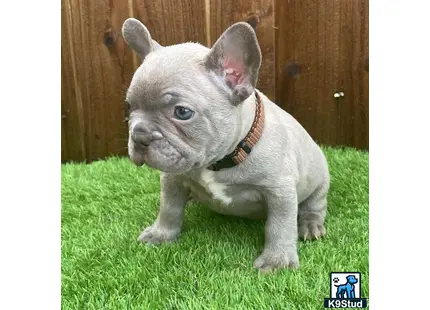 French Bulldog puppy for sale: a small grey french bulldog dog
