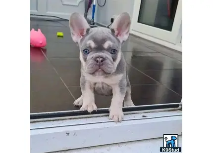 French Bulldog puppy for sale: a small french bulldog puppy on a window sill