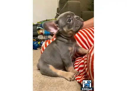 French Bulldog puppy for sale: a french bulldog dog sitting on the floor