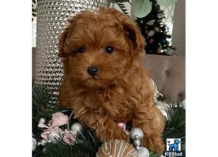 Maltipoo puppy for sale: a maltipoo dog sitting in a basket