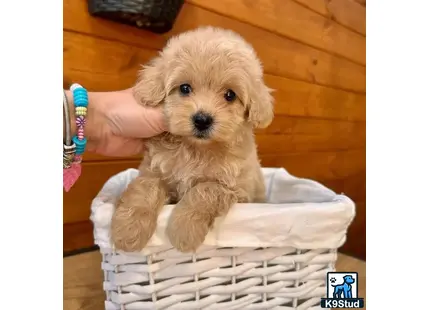 Maltipoo puppy for sale: a small maltipoo dog in a basket