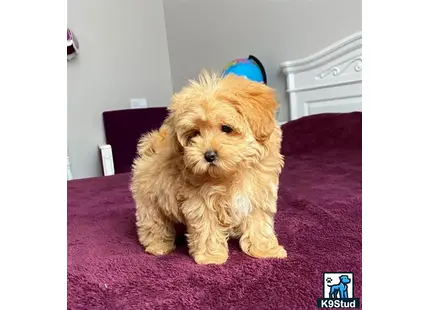 Maltipoo puppy for sale: a maltipoo dog sitting on a bed