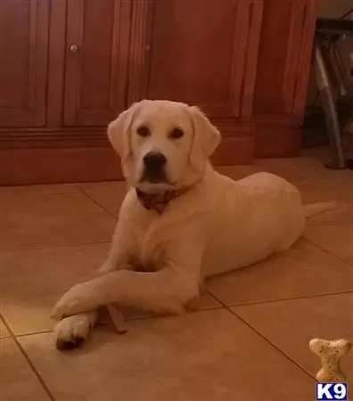 Golden Retriever stud dog: a golden retriever dog lying on the floor