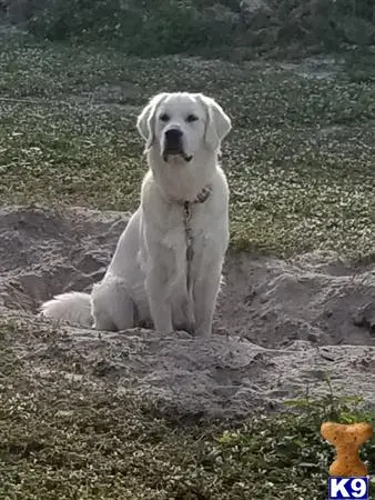 Golden Retriever stud dog: a white golden retriever dog sitting on a rock