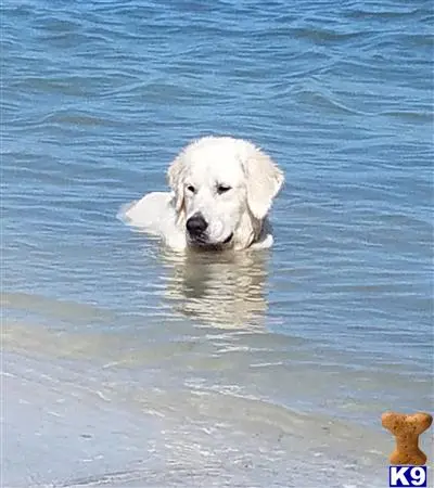 Golden Retriever stud dog: a golden retriever dog in the water