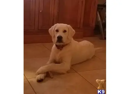 Golden Retriever stud dog: a golden retriever dog lying on the floor