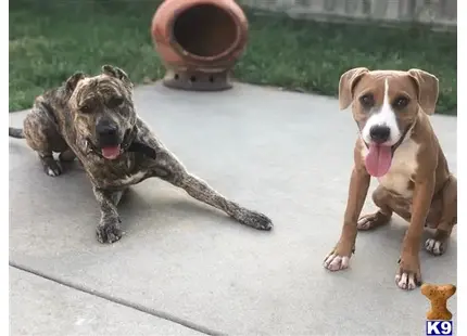 two american staffordshire terrier dogs lying on the ground