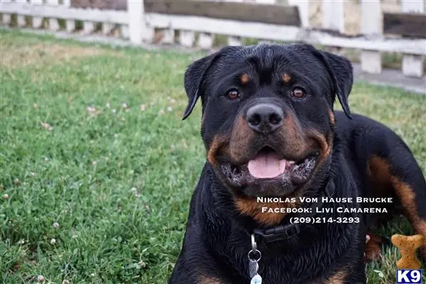 Rottweiler stud dog