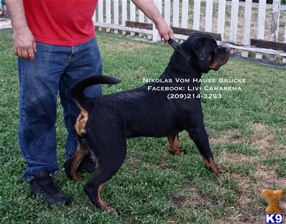 Rottweiler stud dog