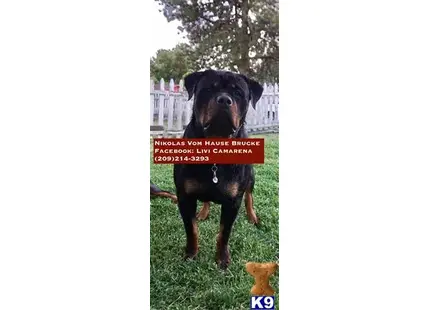 a rottweiler dog standing in grass