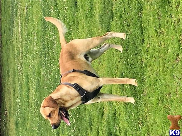 Labrador Retriever stud dog