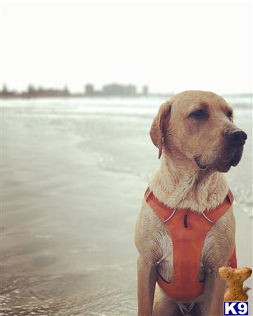 Labrador Retriever stud dog