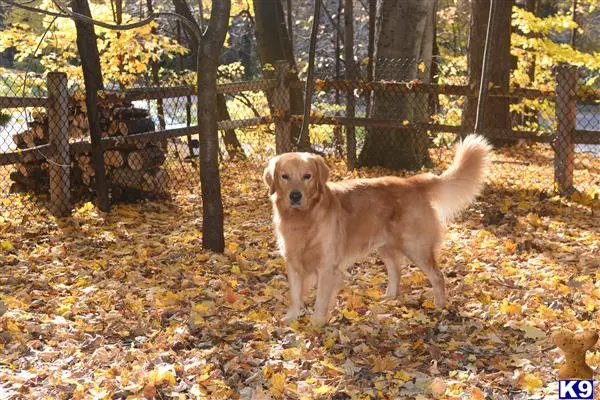 Golden Retriever stud dog