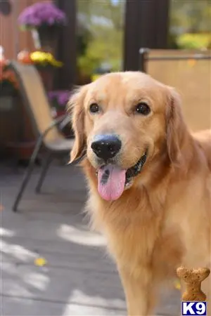 Golden Retriever stud dog