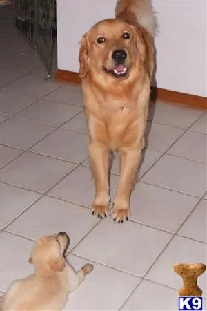 Golden Retriever stud dog