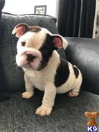 english bulldog puppy posted by camerman123