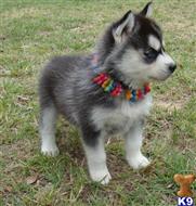 siberian husky puppy posted by camerondavid