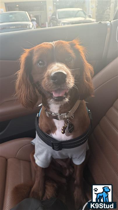 a cavapoo dog sitting in a car