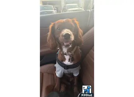 a cavapoo dog sitting in a car