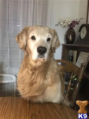 Golden Retriever stud dog