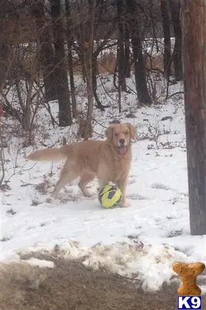 Golden Retriever stud dog