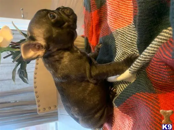 French Bulldog puppy for sale: a french bulldog dog wearing a garment