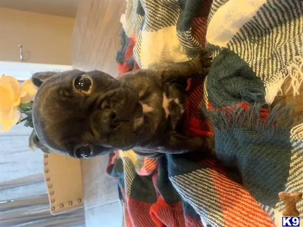 French Bulldog puppy for sale: a french bulldog dog wearing a garment