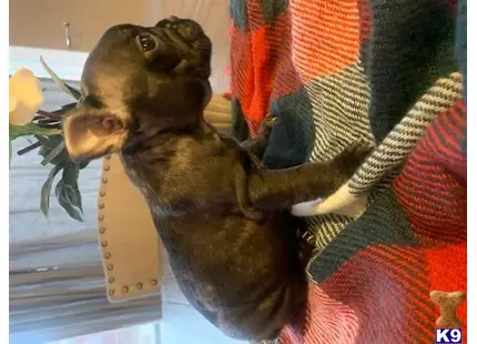 French Bulldog puppy for sale: a french bulldog dog wearing a garment