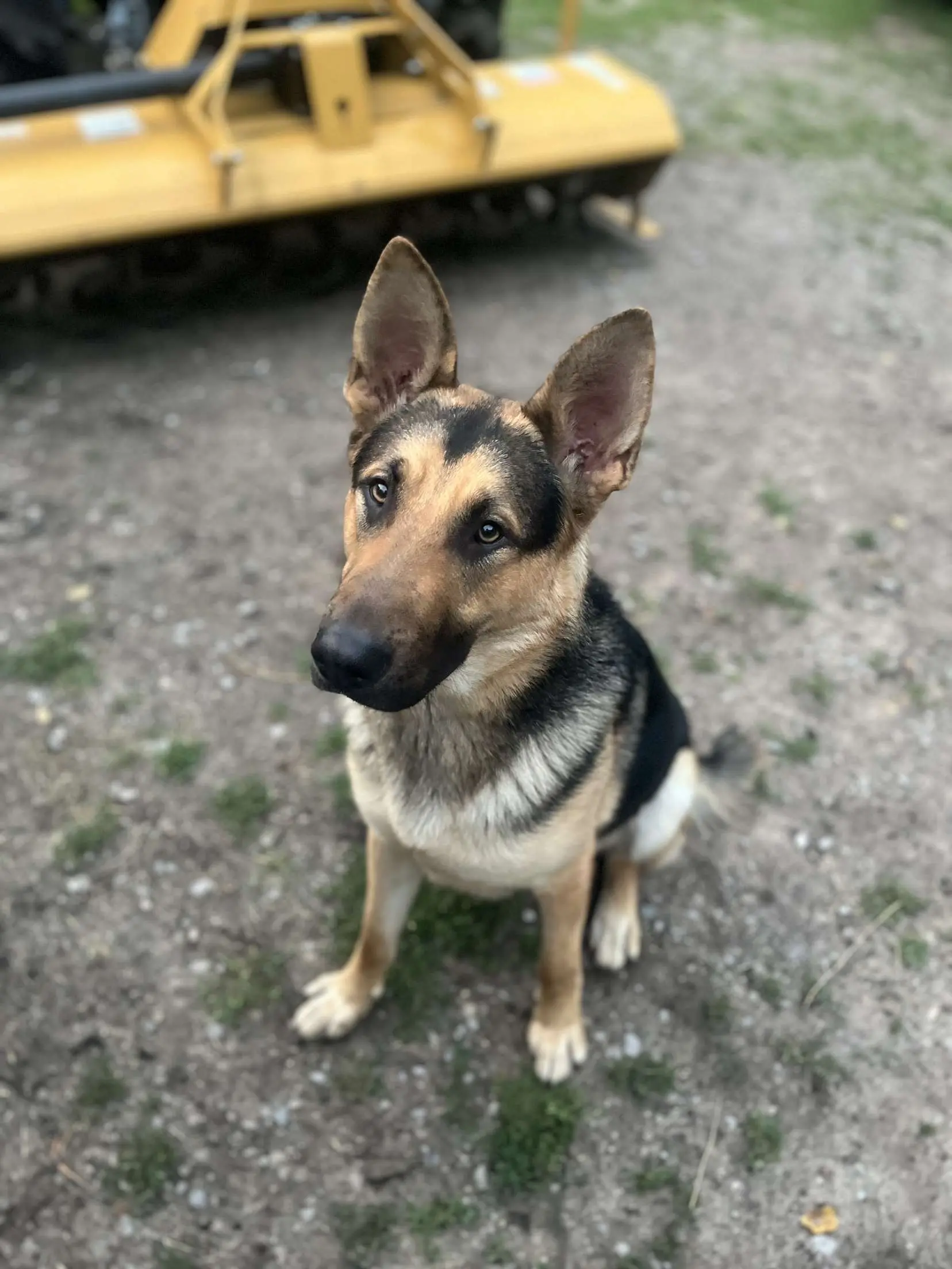 German Shepherd stud dog: Black and tan German Shepherd sitting on gravel ground