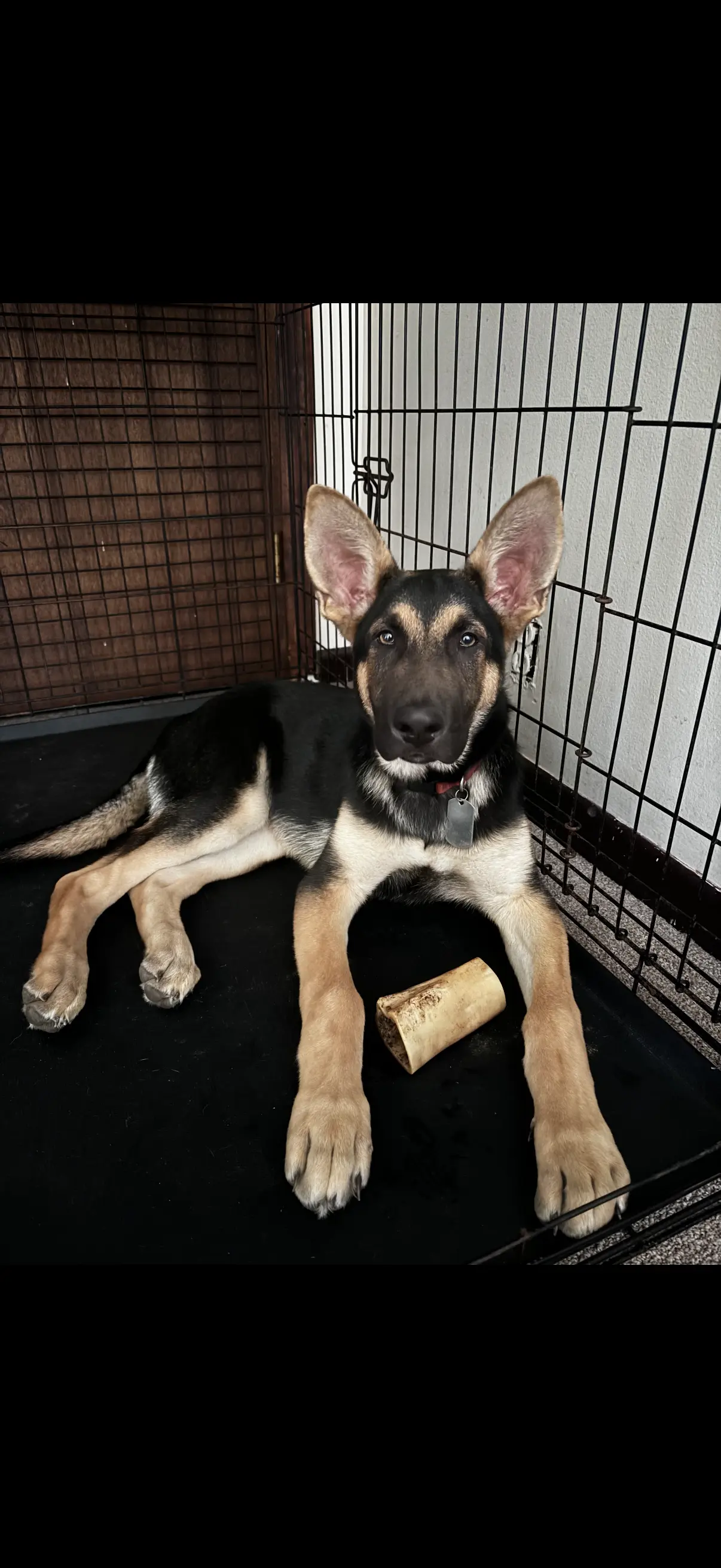 German Shepherd stud dog: Black and tan German Shepherd puppy lying in a crate