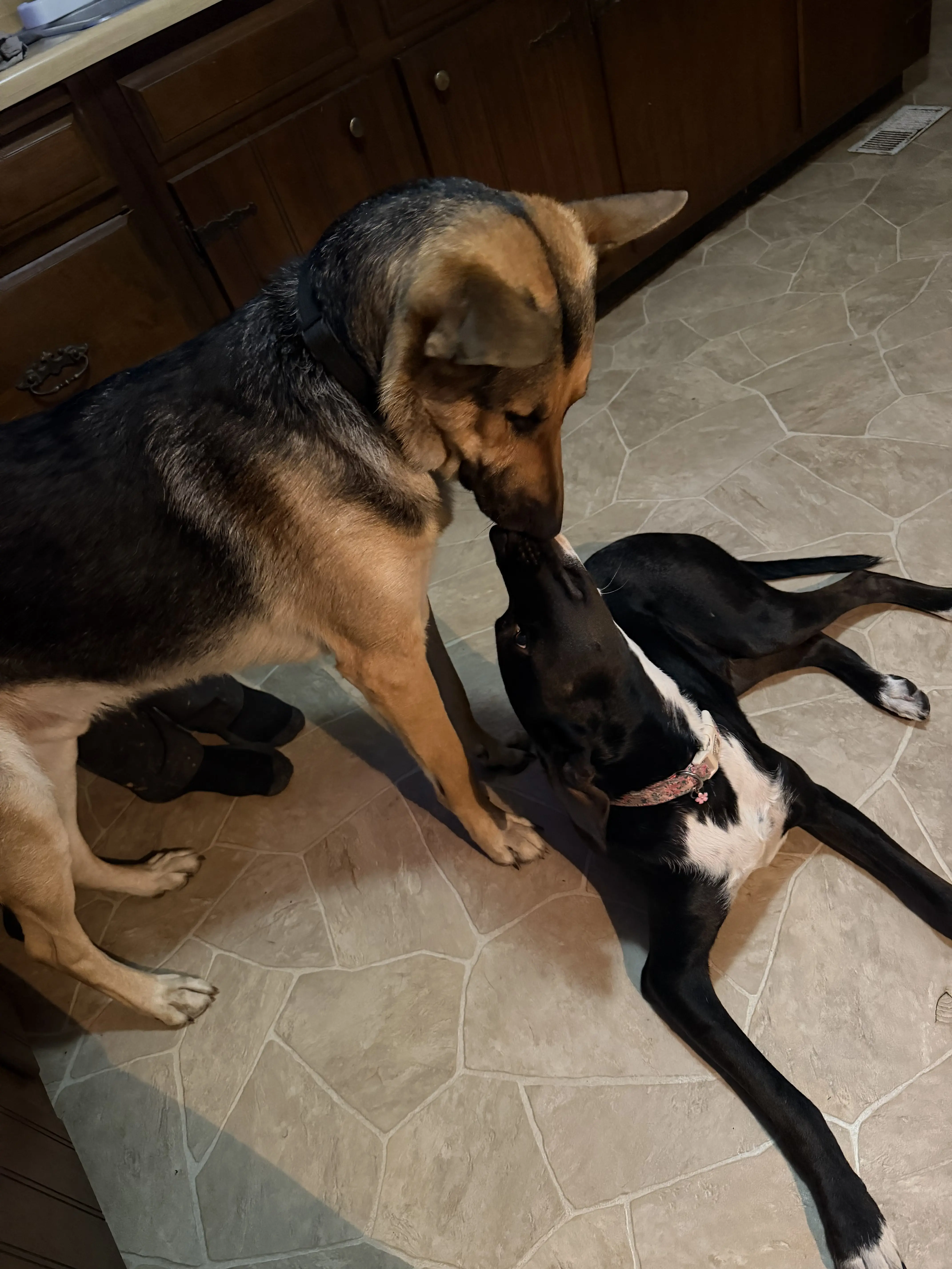German Shepherd stud dog: Two dogs interacting indoors, one German Shepherd and one black dog