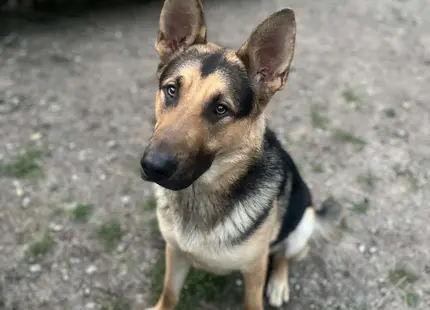 German Shepherd stud dog: Black and tan German Shepherd sitting on gravel ground