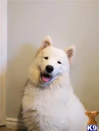 Samoyed female dog