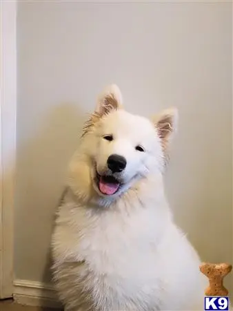 Samoyed