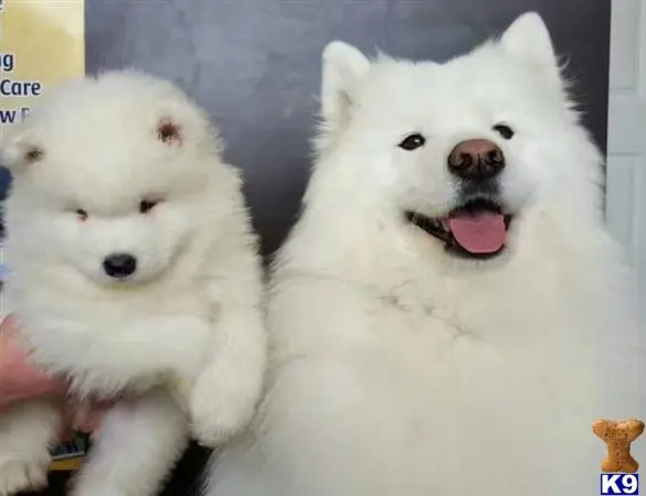 Samoyed female dog