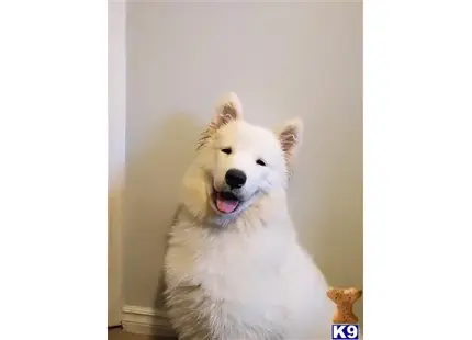 Samoyed
