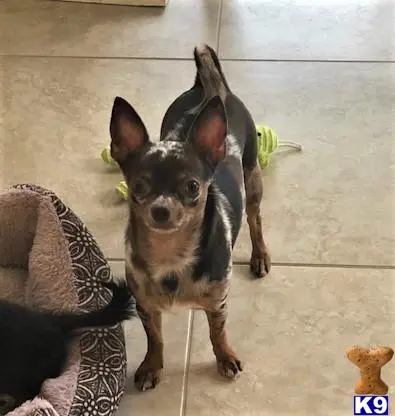 Chihuahua