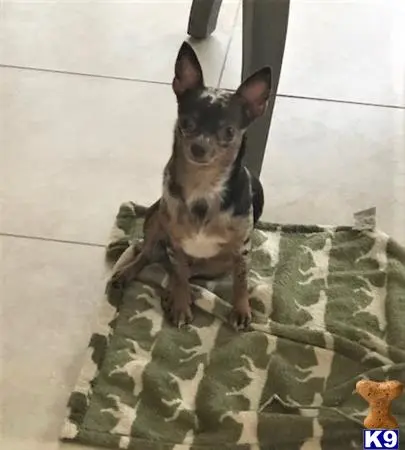 Chihuahua stud dog