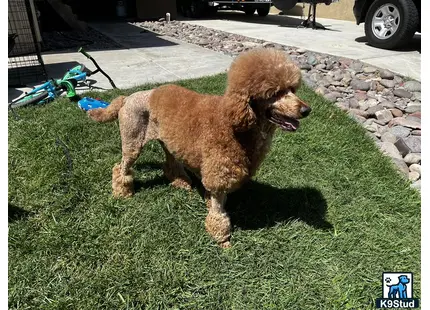 a poodle dog standing on grass