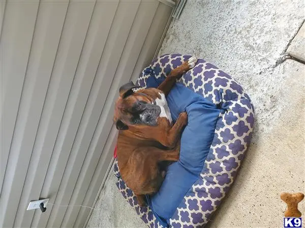 Boxer stud dog