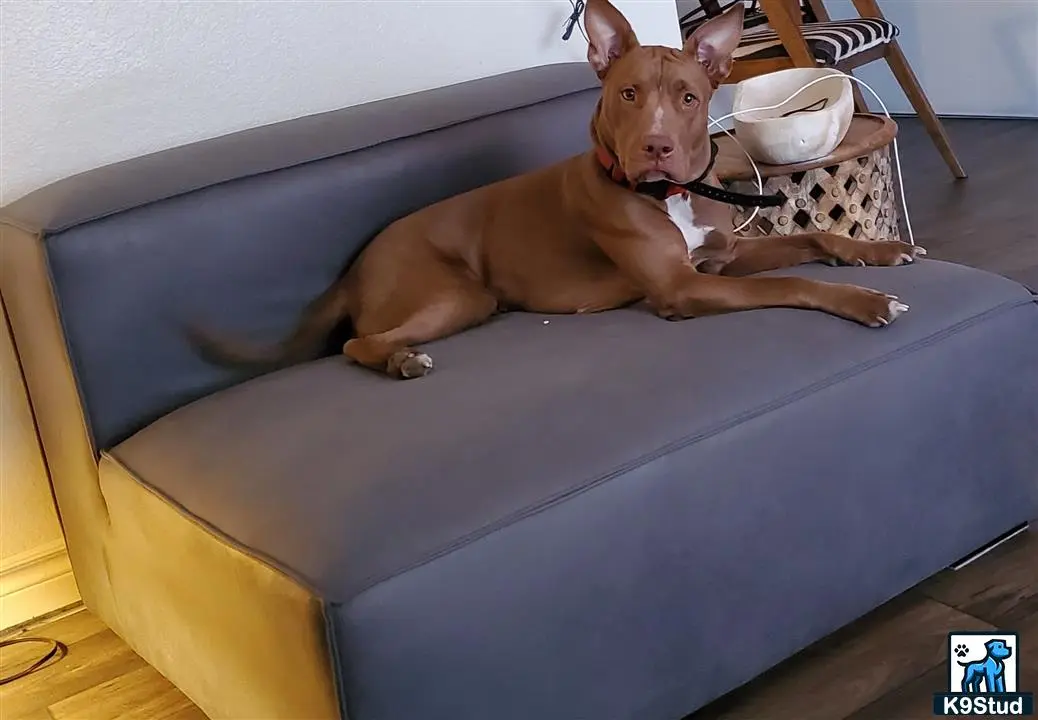American Pit Bull