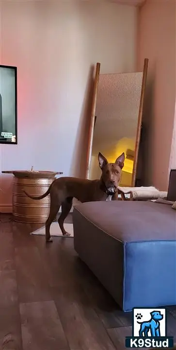 American Pit Bull female dog