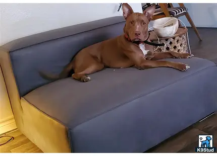 American Pit Bull